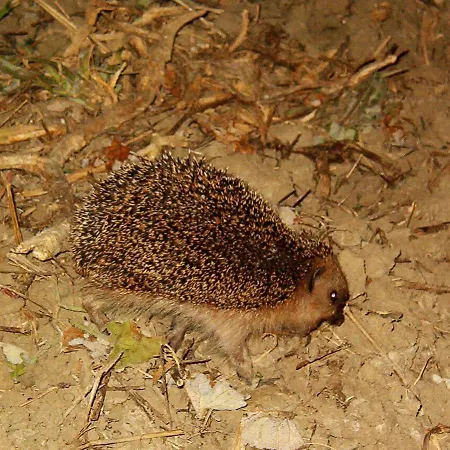 Masseria Scannaturco Country house