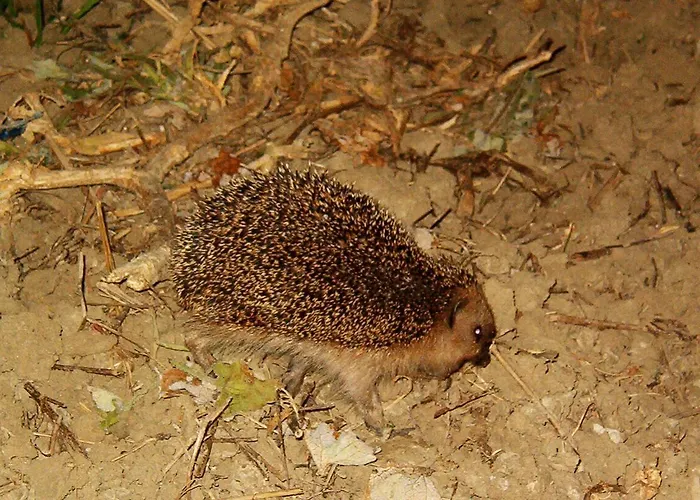 Masseria Scannaturco Country house